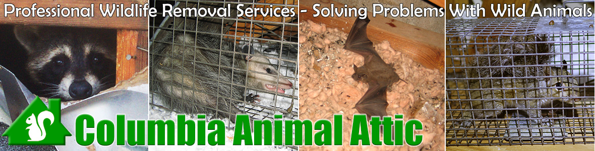 Attic Animal Pest Columbia Wildlife Control In South Carolina